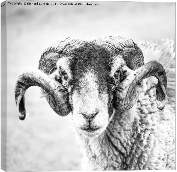 Swaledale Tup Canvas Print by Richard Burdon