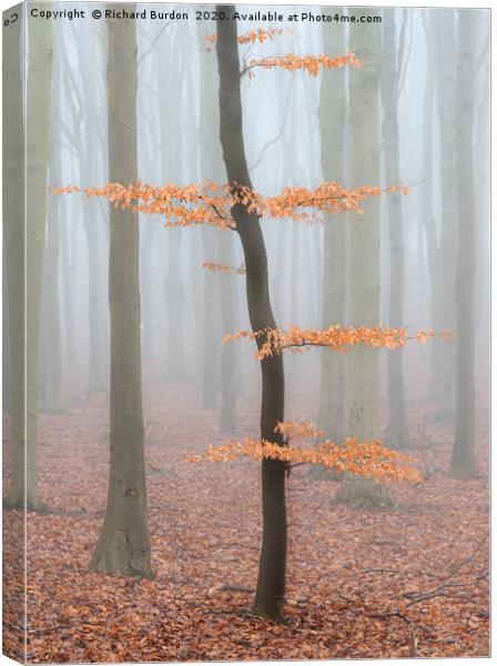 Misty Beech Wood Canvas Print by Richard Burdon