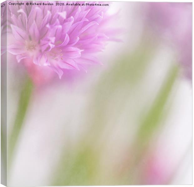 Chives Canvas Print by Richard Burdon