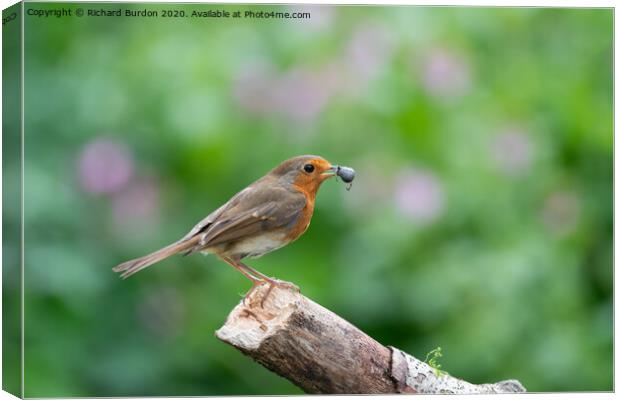 A Robin With Food Canvas Print by Richard Burdon