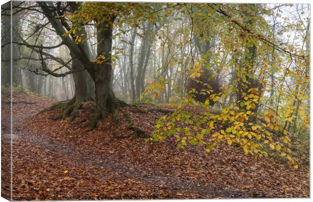 Autumn Ramble Canvas Print by Richard Burdon