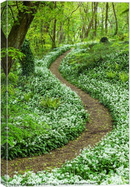 Wild Garlic In Henlly's Woods Beaumaris Canvas Print by Richard Burdon