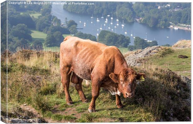  Luing Highland Cattle Canvas Print by Lee Wright
