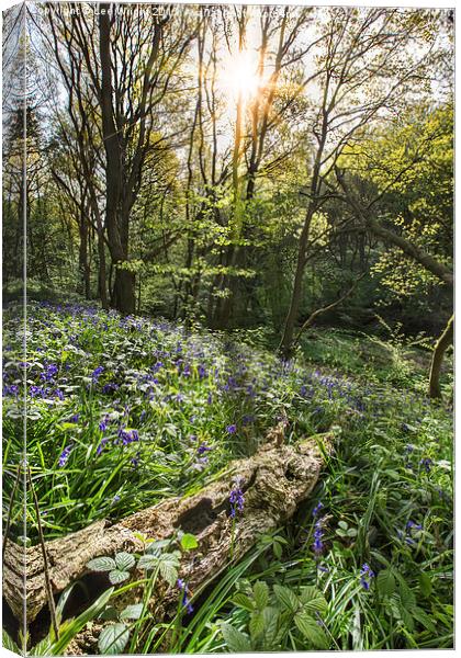  Shirtcliffe wood Bluebells Canvas Print by Lee Wright