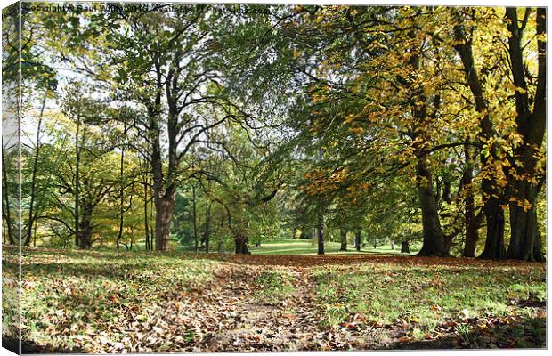  Auckland Park in Autumn Canvas Print by Paul White