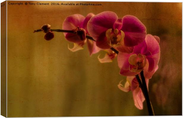 Orchid Canvas Print by Tony Clement