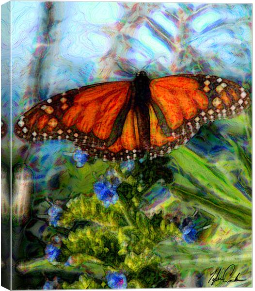 Pacific Grove Butterfly Canvas Print by Tyler  Crocker