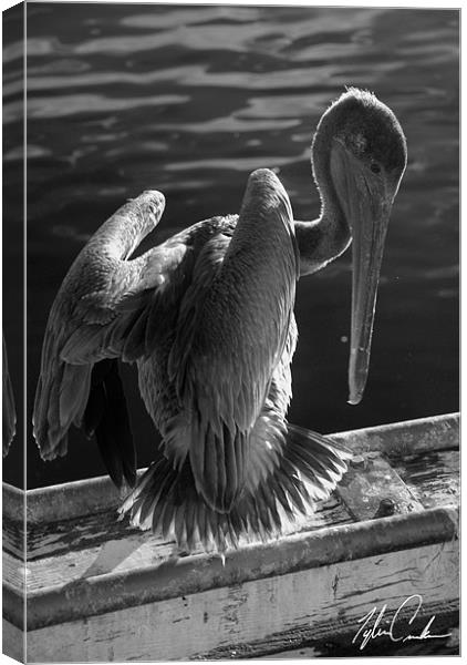Pelican Canvas Print by Tyler  Crocker