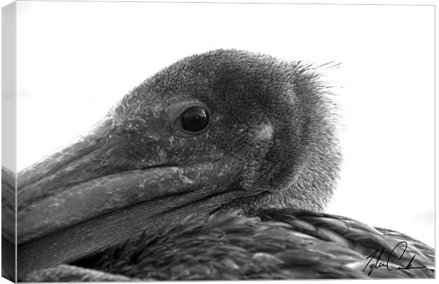 Pelican (close up) Canvas Print by Tyler  Crocker