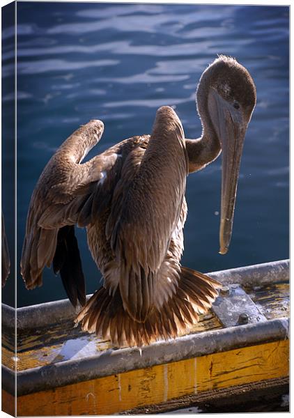 Pelican (color) Canvas Print by Tyler  Crocker