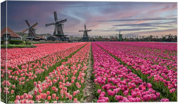 Tulips and Windmills at sunrise Canvas Print by Gail Johnson