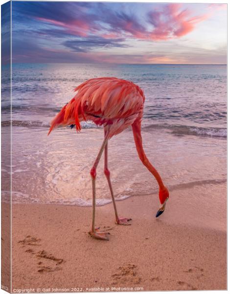 Flamingo at the beach at sunset  Canvas Print by Gail Johnson