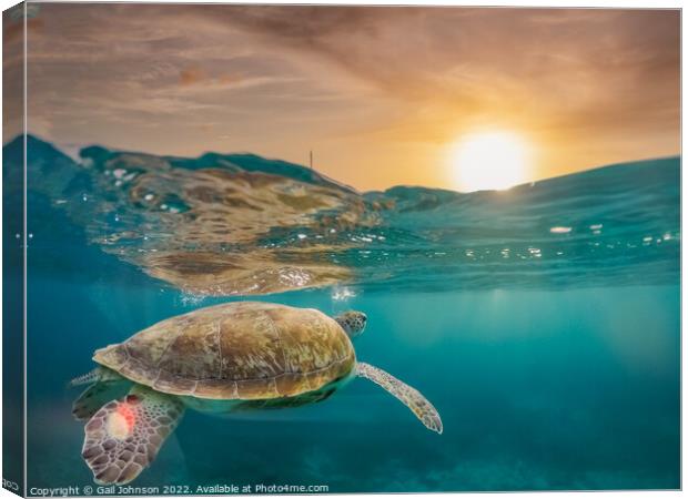 Turtle underwater at sunset  Canvas Print by Gail Johnson