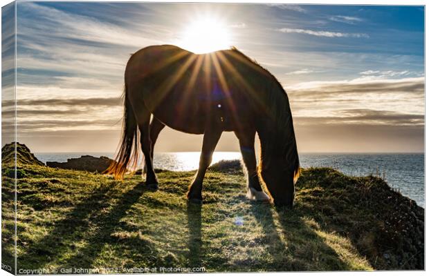 Wild Welsh Pony in the sunset Canvas Print by Gail Johnson