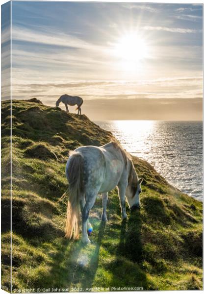 Wild Welsh Pony in the sunset Canvas Print by Gail Johnson
