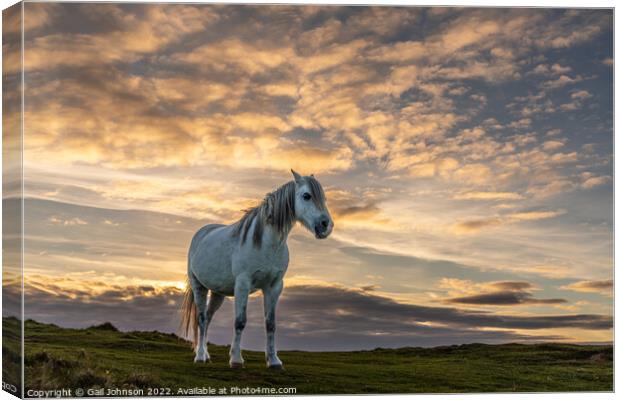Llandwyn Island wild pony sunset Canvas Print by Gail Johnson