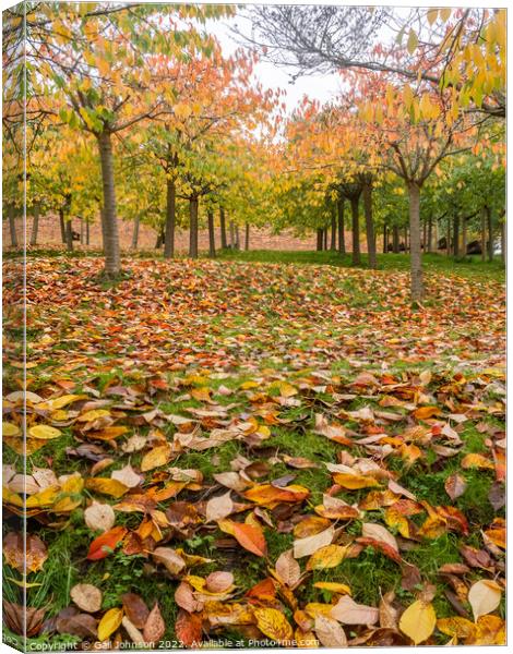 Autumn Trees  Canvas Print by Gail Johnson
