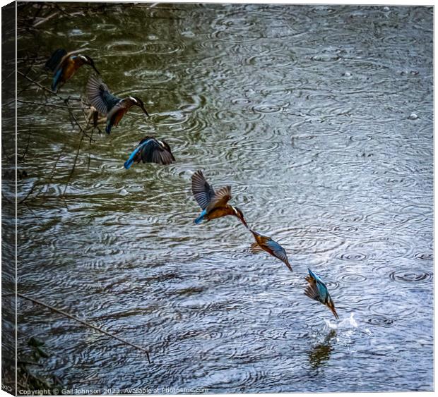 Kingfisher fishing at the Spinnies Nature reserve North Wales Canvas Print by Gail Johnson