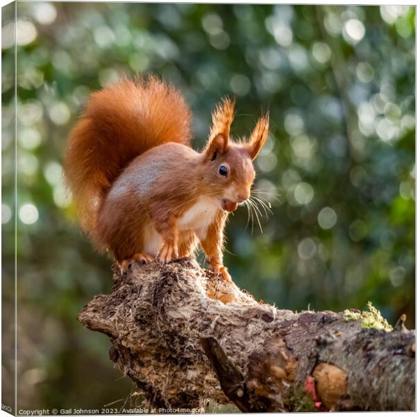 A Red Squirrel  on a branch Canvas Print by Gail Johnson