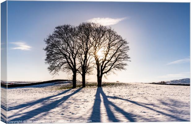 Winter light through some tree with snow on the ground  Canvas Print by Gail Johnson