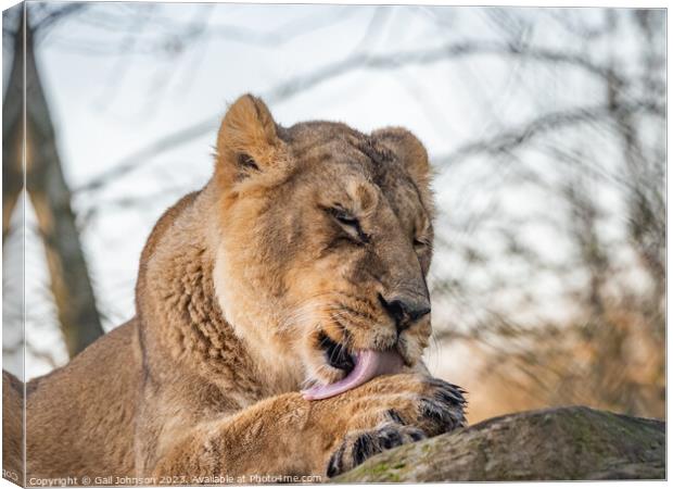 Asiatic Lions - Animals around a wildlife reserve Canvas Print by Gail Johnson