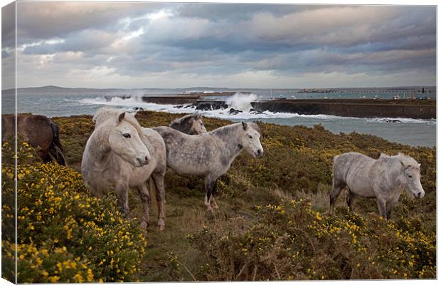 Rough weather Canvas Print by Gail Johnson