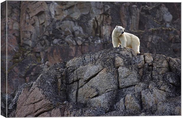 Polar Bear Canvas Print by Gail Johnson