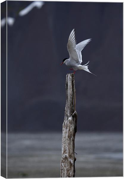 Arctic Tern Canvas Print by Gail Johnson