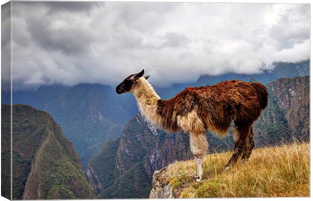 Alpaca at Machu Picchu Canvas Print by Gail Johnson