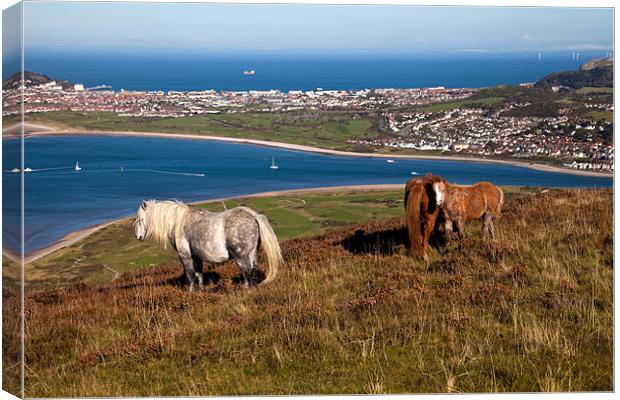Wild Welsh Ponies Canvas Print by Gail Johnson