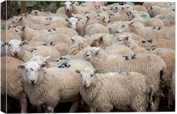 Welsh Mountain Sheep Canvas Print by Gail Johnson