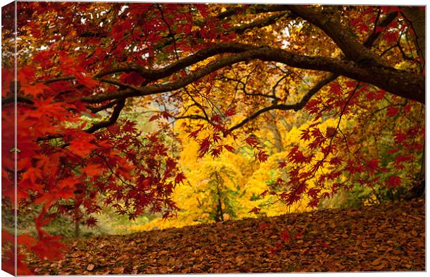 Bodnant garden in Autumn Canvas Print by Gail Johnson