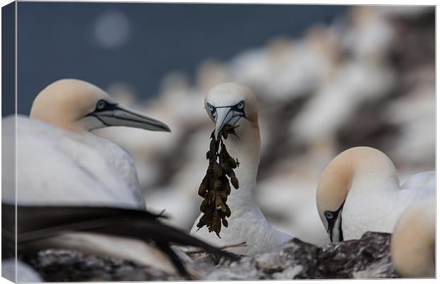 Gannets Canvas Print by Gail Johnson