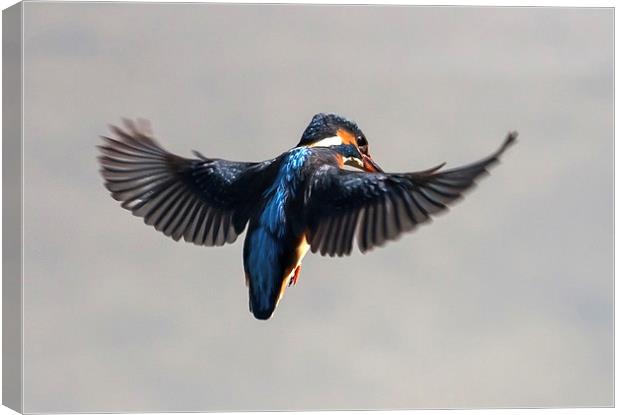 Kingfisher hovering  over water Canvas Print by Gail Johnson