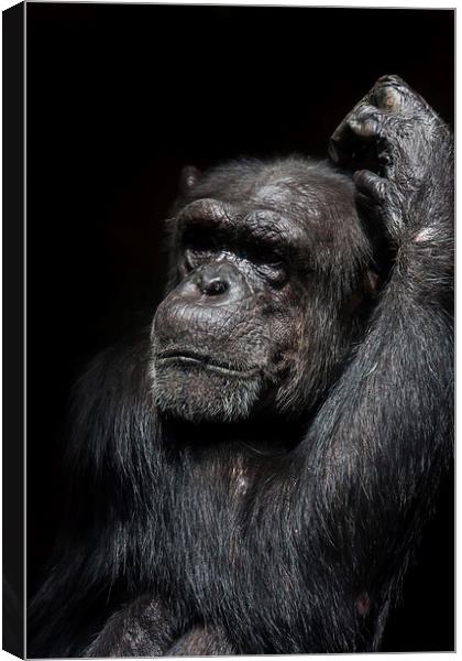 Chimpanzee in a zoo Canvas Print by Gail Johnson