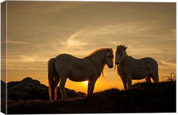 Wild Welsh Ponys Canvas Print by Gail Johnson