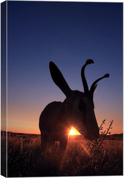 springbok at sunset Canvas Print by Gail Johnson