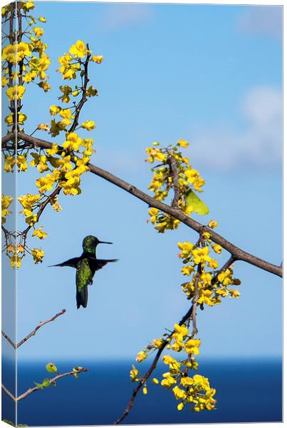 Humming Birds Canvas Print by Gail Johnson