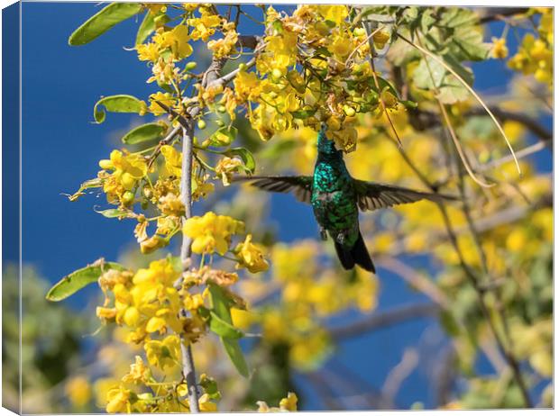 Emerald Humming Bird Canvas Print by Gail Johnson