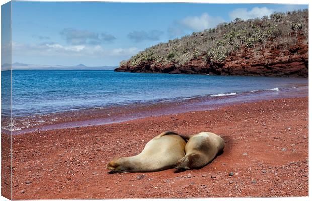  Sealions on Red Sand Beach Canvas Print by Gail Johnson