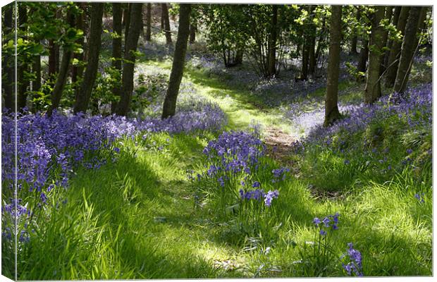 Bluebell Path Canvas Print by Gail Johnson