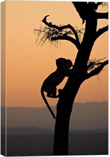Leopard climbing down a tree Canvas Print by Gail Johnson