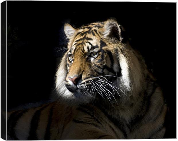 Sumatran Tiger Canvas Print by Gail Johnson