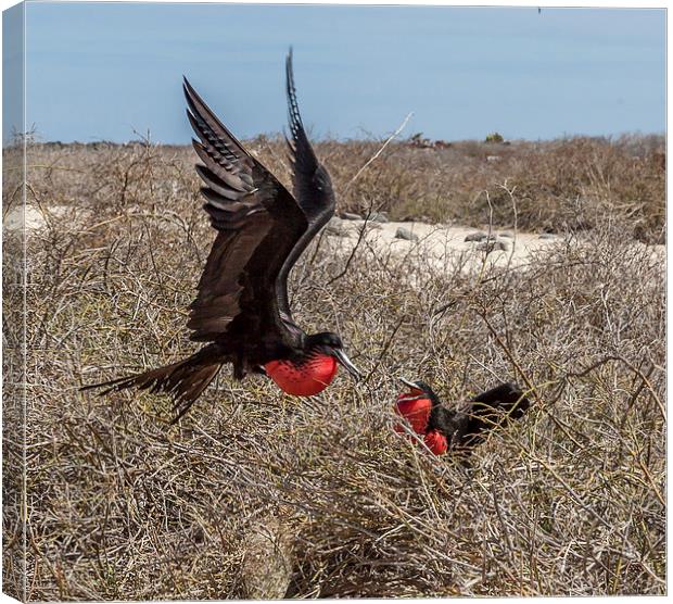  Frigate Birds Canvas Print by Gail Johnson