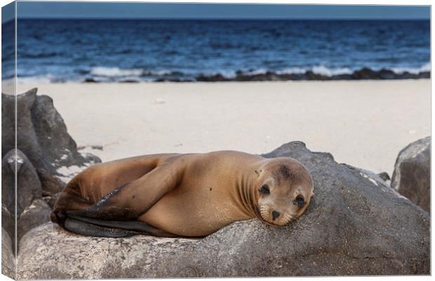 Sea Lion Pup Canvas Print by Gail Johnson