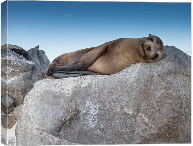 Sea Lion Pup Canvas Print by Gail Johnson