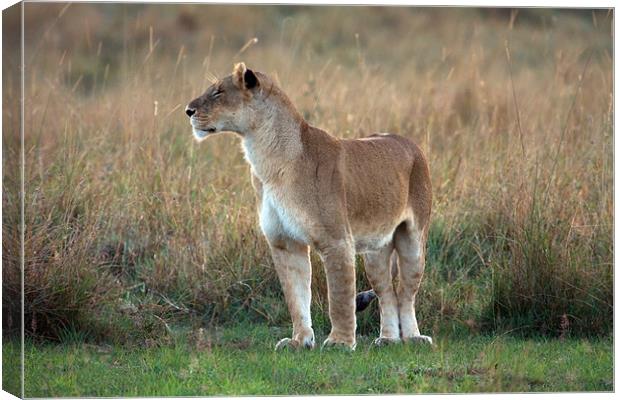 Lion Canvas Print by Gail Johnson