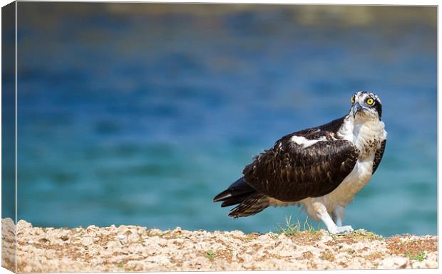 Osprey Bird of prey Canvas Print by Gail Johnson