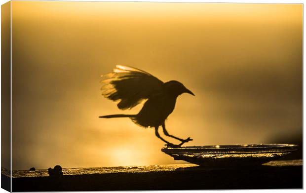 Birds in flight at sunset Canvas Print by Gail Johnson