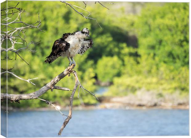 Osprey bird of prey Canvas Print by Gail Johnson